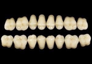 Picture of PRIMODENT Posterior Teeth